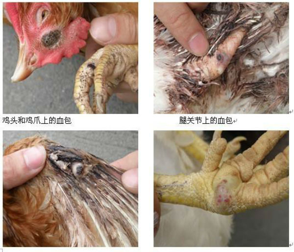 鸡白血病_鸡白血病的症状_鸡白血病的治疗方法