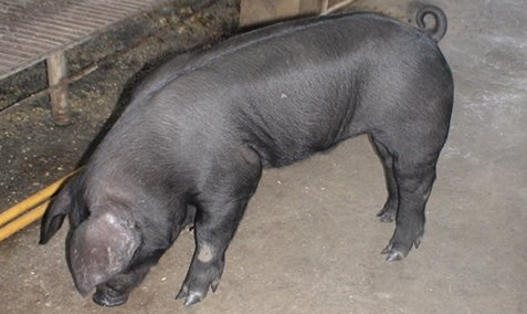 台湾猪介绍及图片