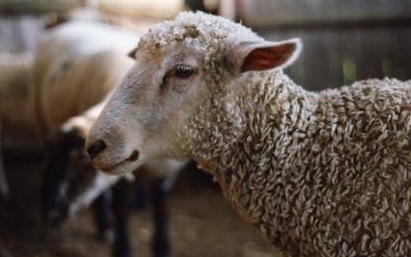 羊寄生虫病症状图片有哪些?