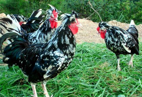 贵妃鸡介绍及图片