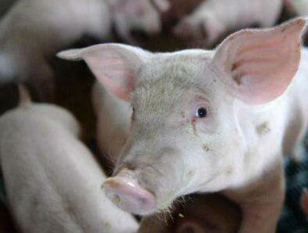 猪钩端螺旋体病的病因怎么办