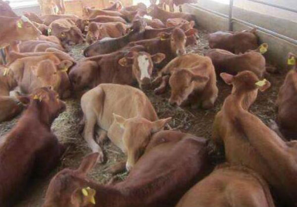 牛白肌病的治疗方法