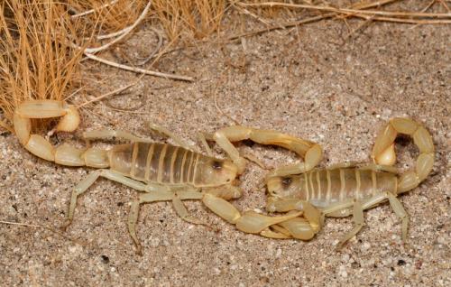 羊虱病的症状有哪些怎么治疗