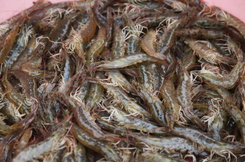 虾桃拉病毒病的治疗方法