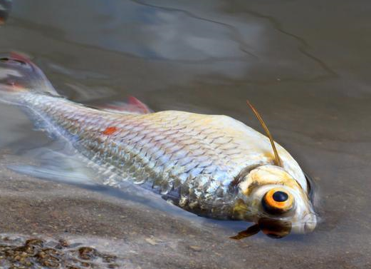 池塘养什么鱼赚钱?