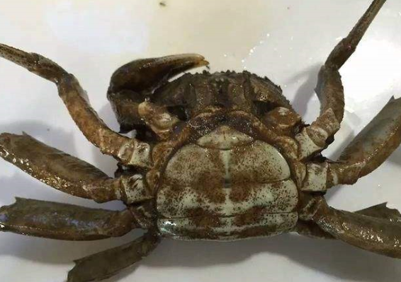 一般螃蟹一斤有几个?