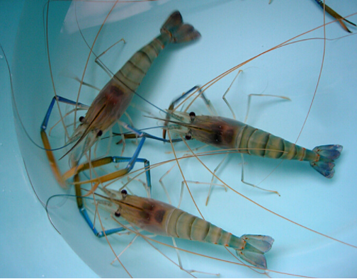 虾和鳖能混养吗?南美白对虾和中华鳖混养技术要点