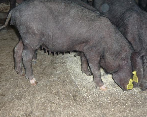 母猪产程过长怎么办?