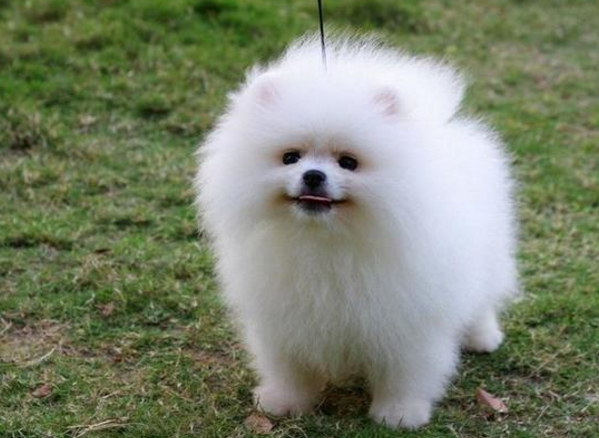 虎皮鹦鹉吃什么?怎么养?