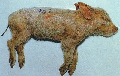 炎热夏季注意防控猪弓形虫病