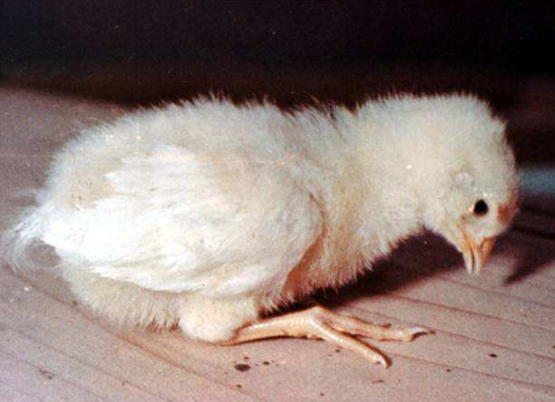 鸡绿脓杆菌病的治疗方法,鸡绿脓杆菌病如何预防?