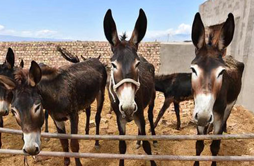 埃及卫生部官员称一名禽流感女病人死亡